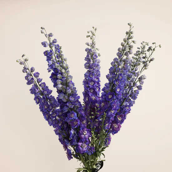Blue Delphinium Flower Bouquet