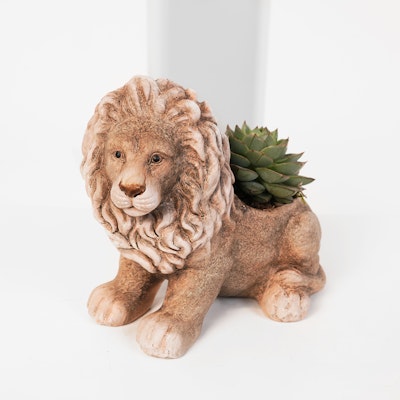 Indoor Plant | Lion Pot