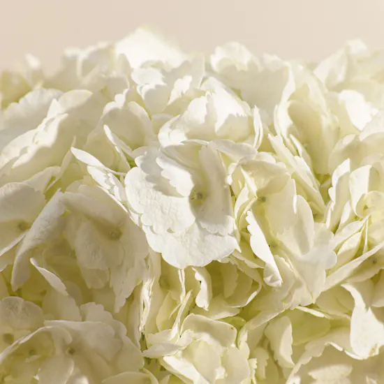 Magical White Hydrangea Vase