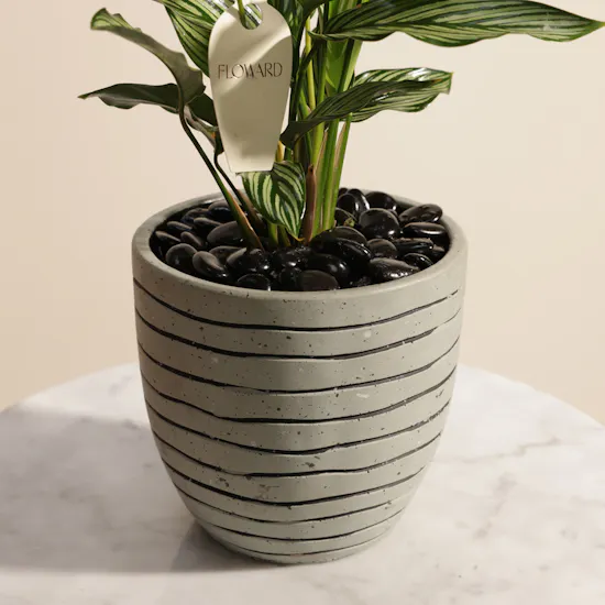 Artistic Calathea Vittata Plant