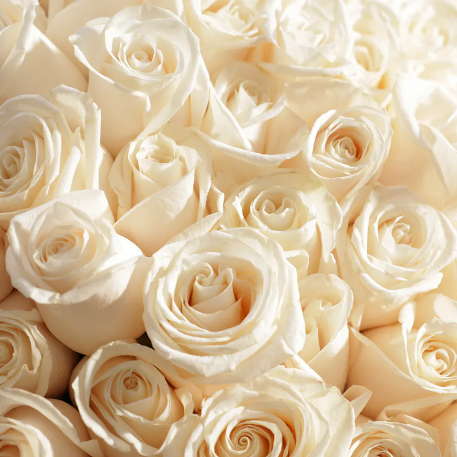 White Roses Bouquet | 250 Flowers 3