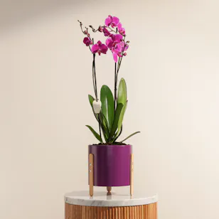 The Purple Story of Orchid Plant