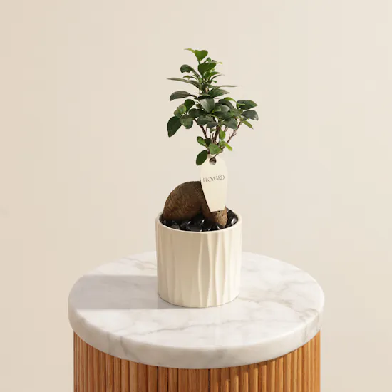 Father's Day Striking Ficus Ginseng Plant