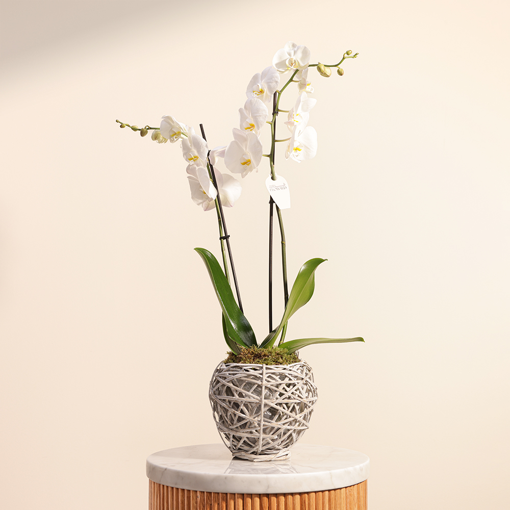 الأوركيد ابيض