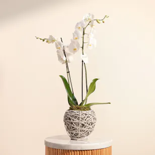 White Orchid
