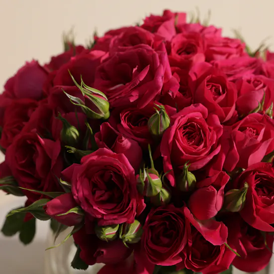Fuchsia Baby Roses Vase | 18 Flowers