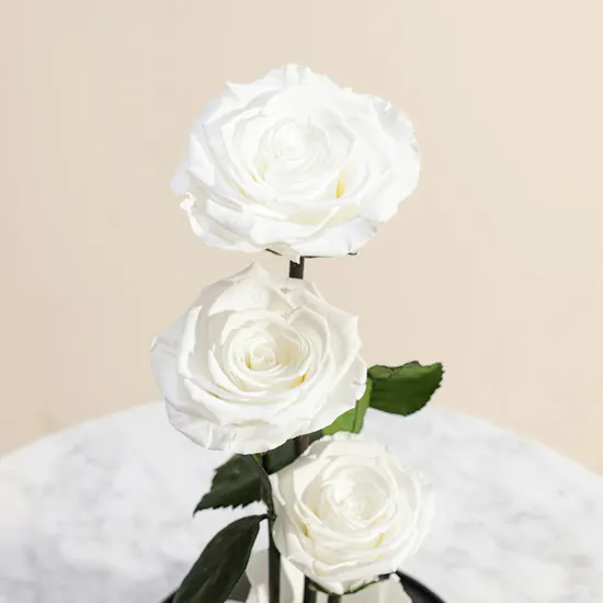 Cascading Preserved White Roses in a Glass Dome