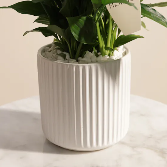 Father's Day Peaceful Blue Spathiphyllum Plant Vase