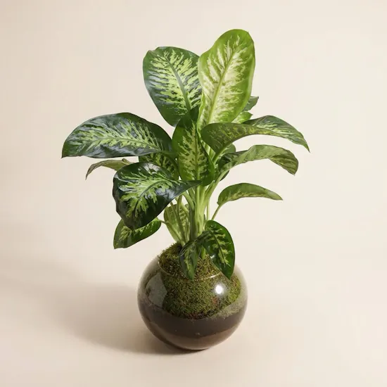 Dieffenbachia Seguine Plant