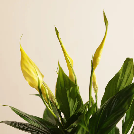 Elegant Yellow Spathiphyllum Plants
