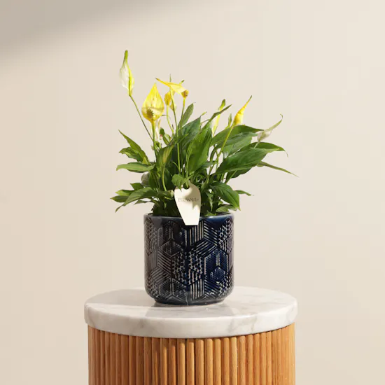 Distinctive Yellow Spathiphyllum Plant