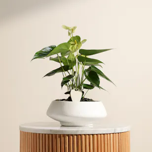 Glow Greenish Yellow Anthurium Plant