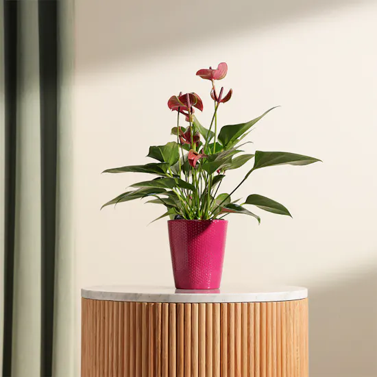Anthurium Purple
