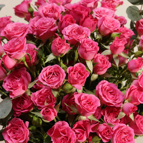 Fuchsia Whisper Rose Vase