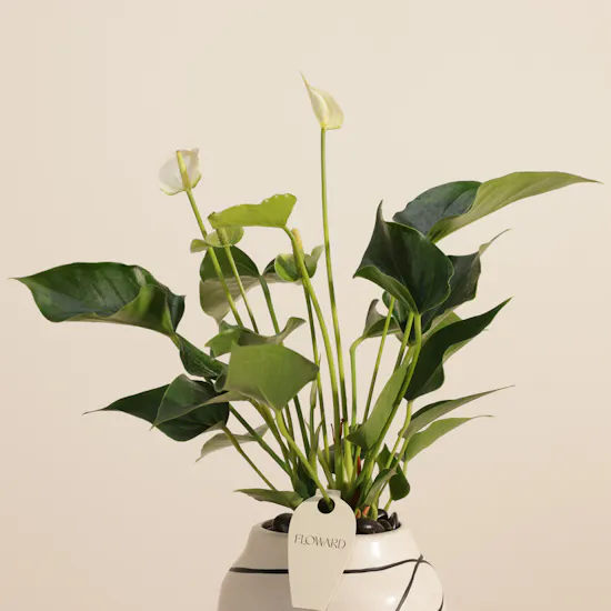 Elegant White Anthurium Plant