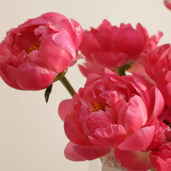 Magical Peony Coral Charm Vase