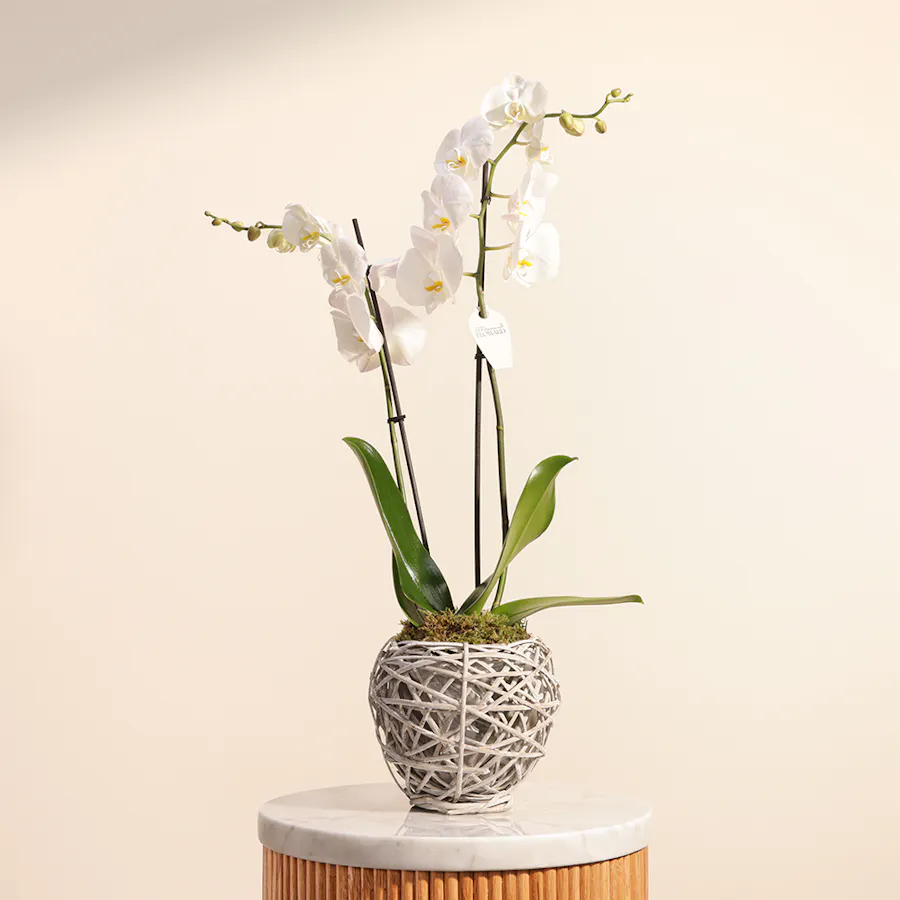 White Orchid 1