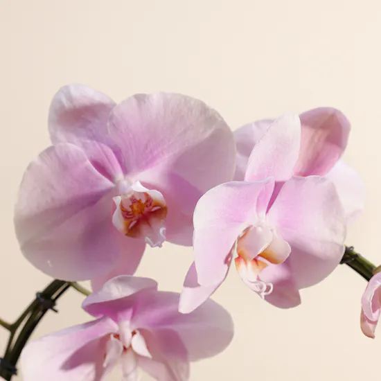 Elegant Pink Orchid