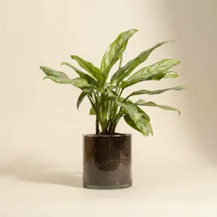 PlantaZee Aglaonema Commutatum Plant | Glass Pot PlantaZee Aglaonema Commutatum Plant | Glass Pot
