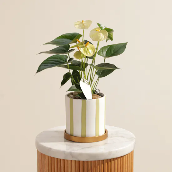 Greenish Yellow Anthurium Plant