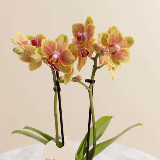 Small Orange Phalaenopsis Plant Berry Pot