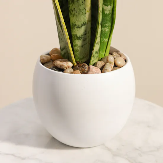 Sansevieria Trifasciata Laurentii Plant