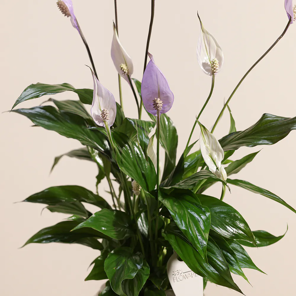 varigated spider plant Small Spider Plant in Earl Grey Eco Pot