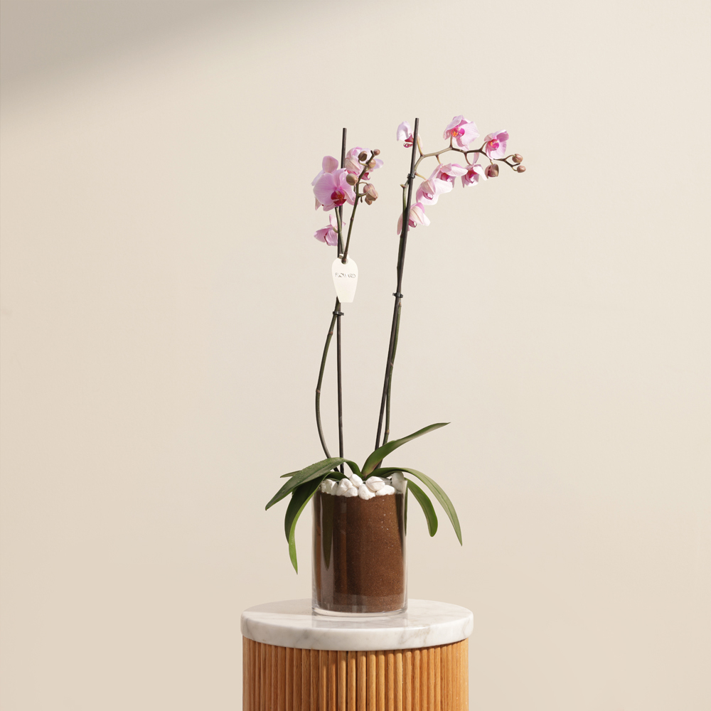 نبات أوركيد وردي رقيق