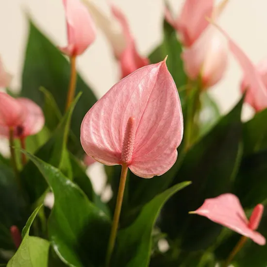 Anthurium lilli Pink