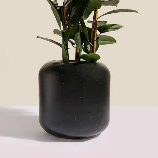 Pure Big Ficus Elastica Plant