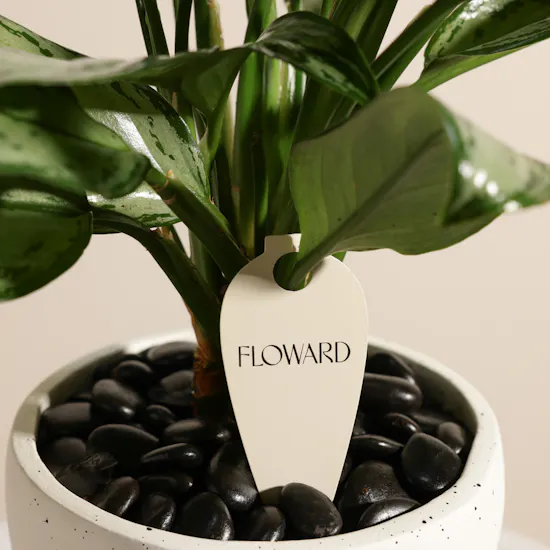 Charming Aglaonema Christina Plant