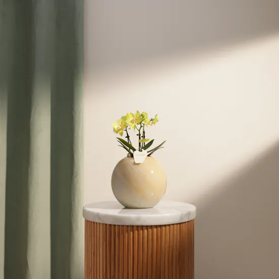 Elegant Small Yellow Phalaenopsis Plant