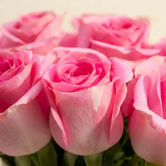 Pink Plush Rose Revival Vase