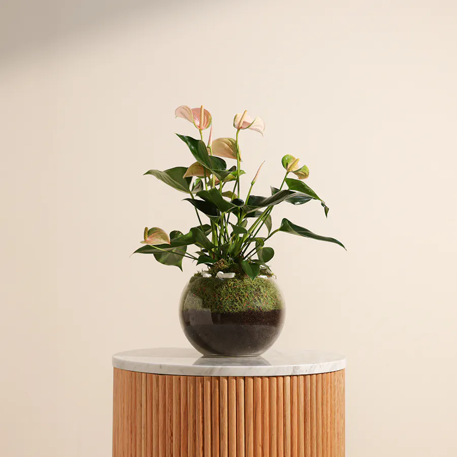 Peach Anthurium Joli | Fishbowl 1