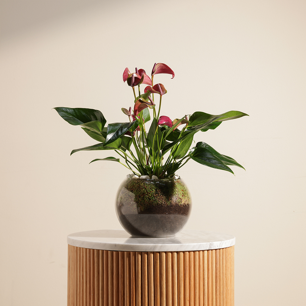 أنثريوم بنفسجي