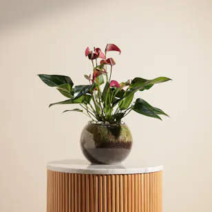 The Purple Anthurium 