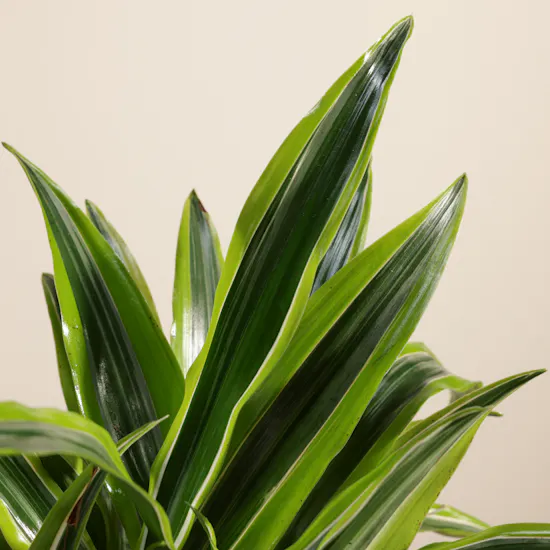 Classic Dracaena Lemon Lime Plant