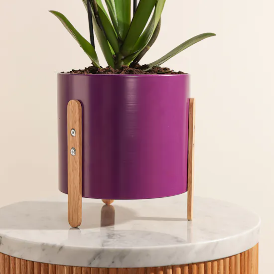 The Purple Story of Orchid Plant