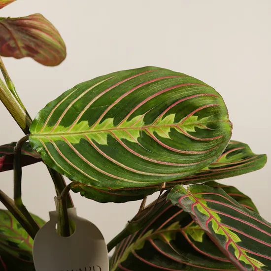 Lovely Calathea Maranta Plant