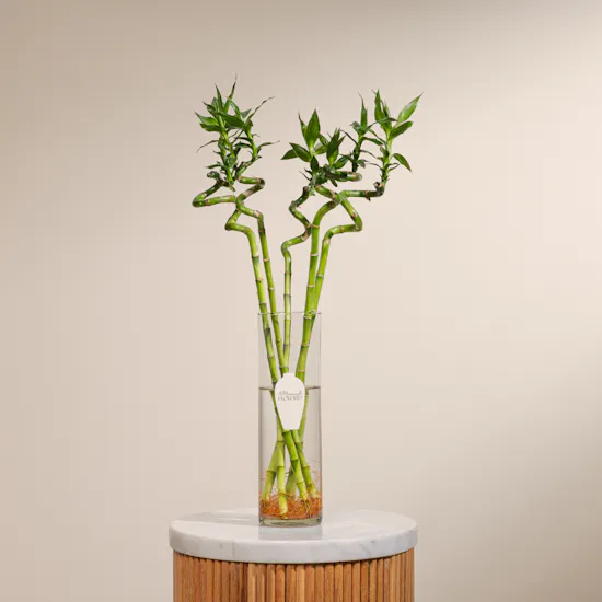Bamboo Plant Vase | 5 Lucky Bamboo