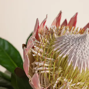 Golden Flowe
