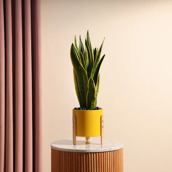 Elegant Sansevieria Laurentii Plant