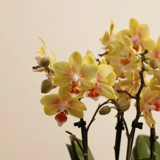 Double Yellow with Orange Dots Phalaenopsis Plants