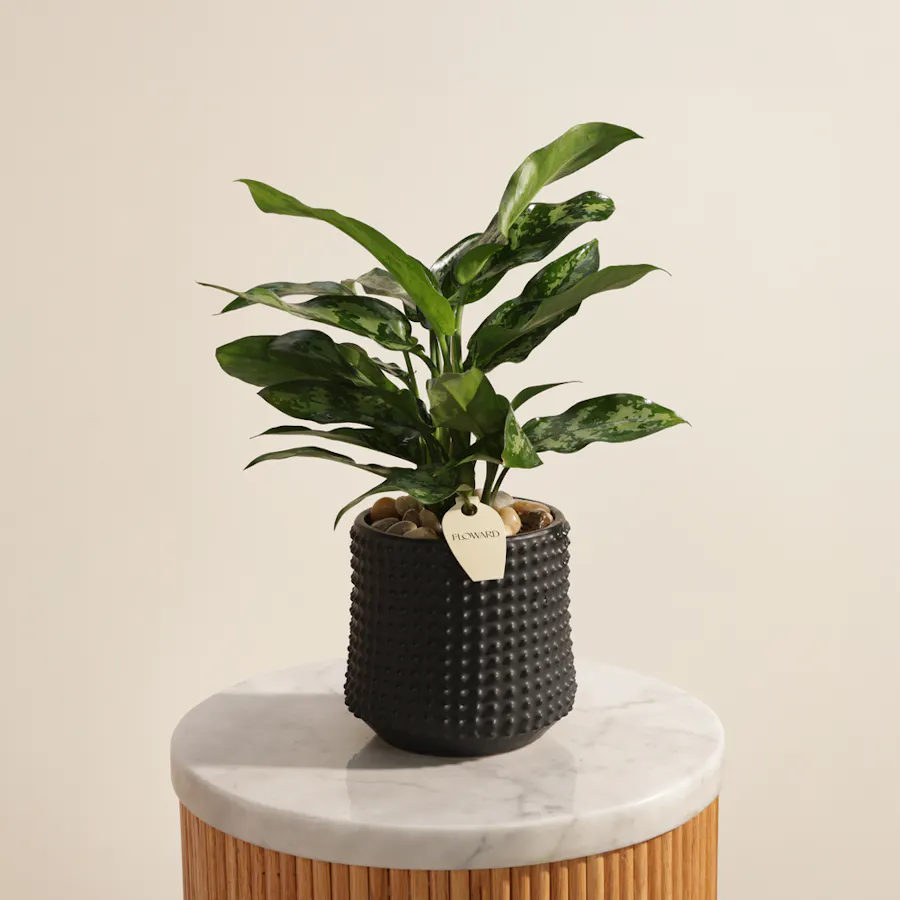 Botanical Aglaonema Maria Plant 2