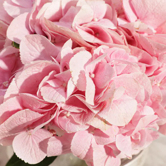 Cozy Pink Hydrangea Vase