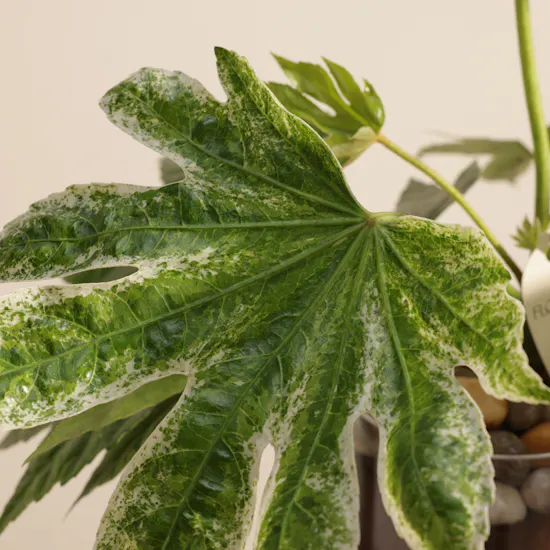 Father's Day Evergreen Fatsia Japonica Plant