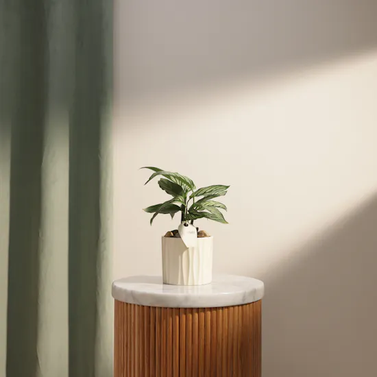Unique Calathea Vittata Plant Vase