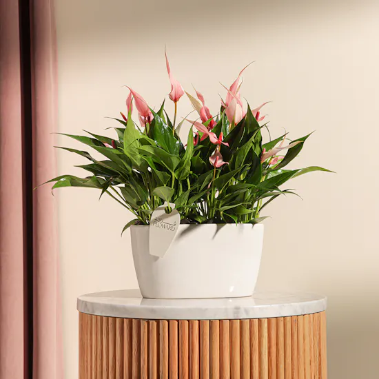 Anthurium lilli Pink