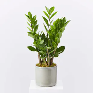 ZZ Plant