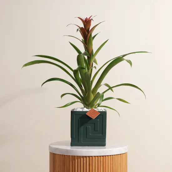 Pink Guzmania | Ceramic Pot
